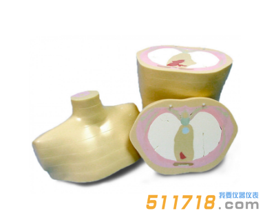 美國CIRS 600 3D軀干模體 美國CIRS 600 3D軀干模體
