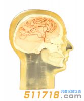 美國(guó)RSD 血管造影頭部模型